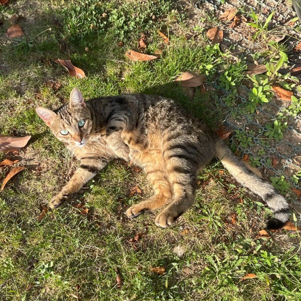 Photo de Cookie