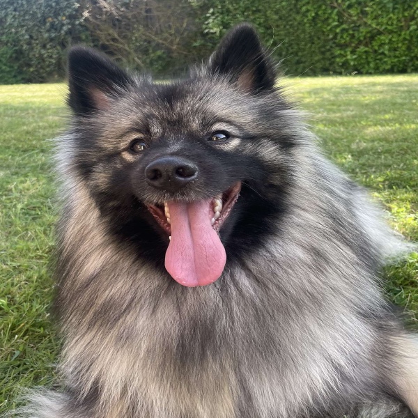 Stella