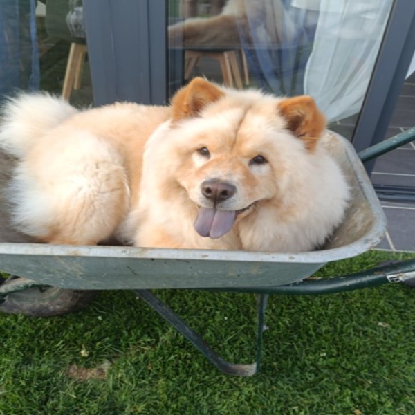 Simba