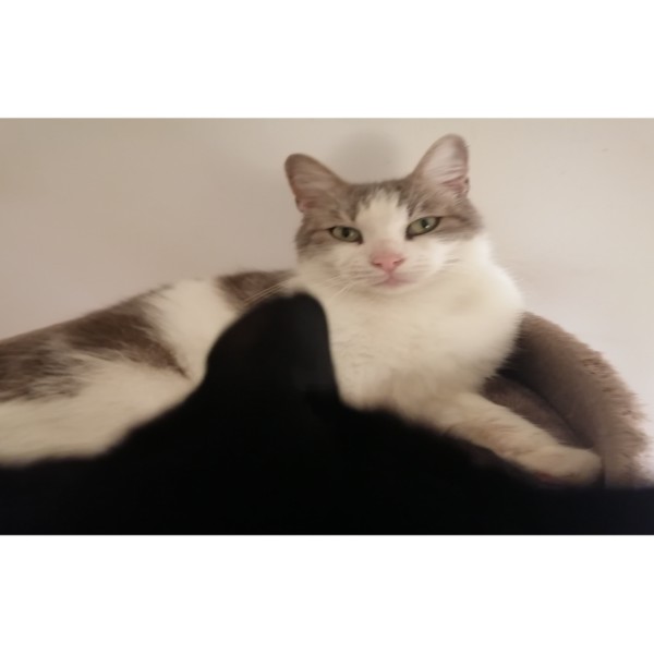 Photo de Oréo