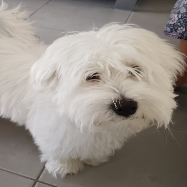 Photo de Azou