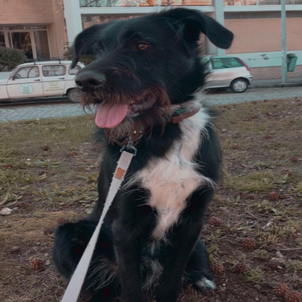 Boris
