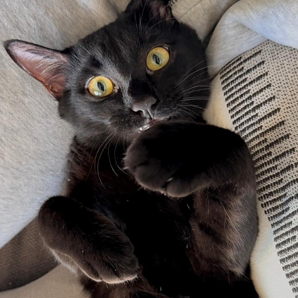 Photo de Zeus