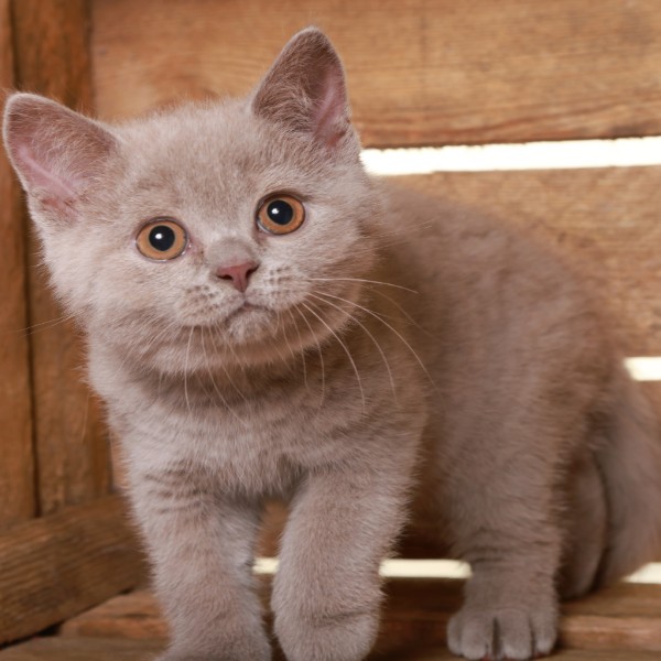 Archie