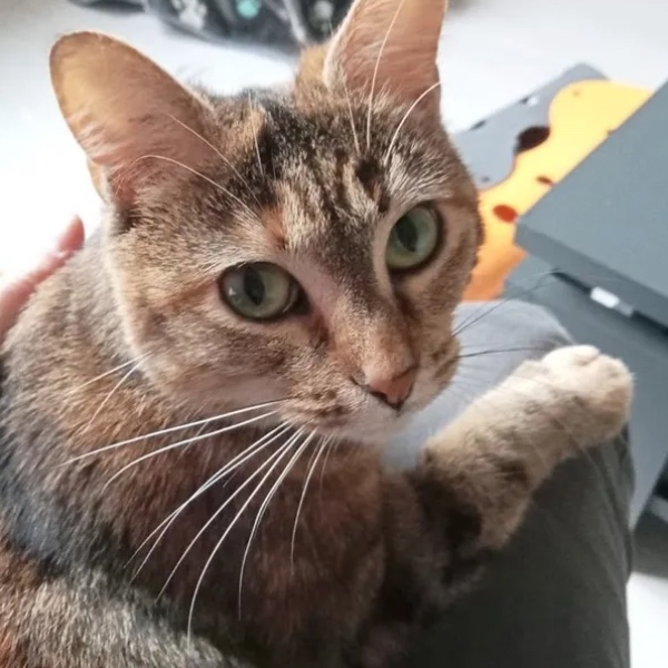 mimi