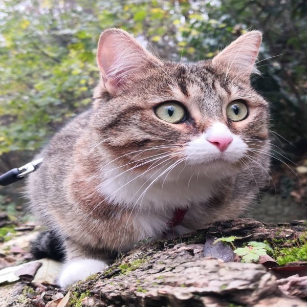 Nina