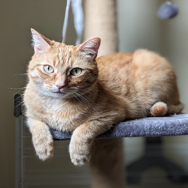 O'Malley