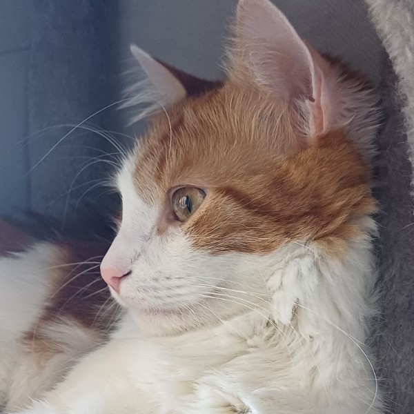 Photo de loki