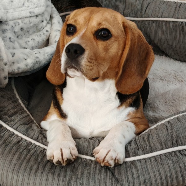 Photo de Bella