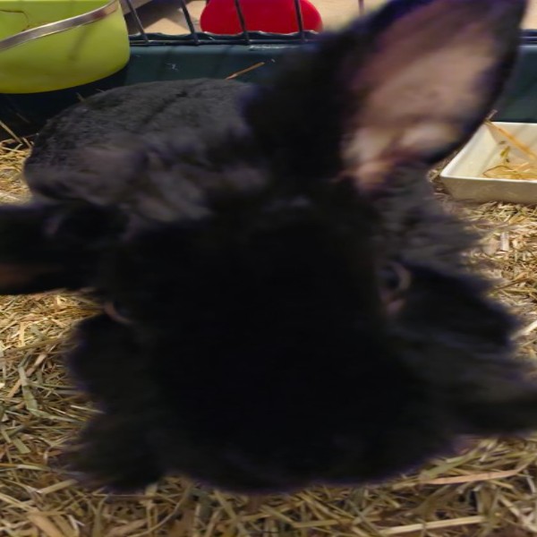 Cooky