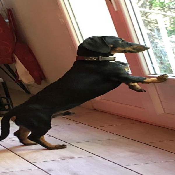 Pepper