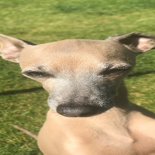 Léo