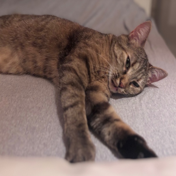 Zoya