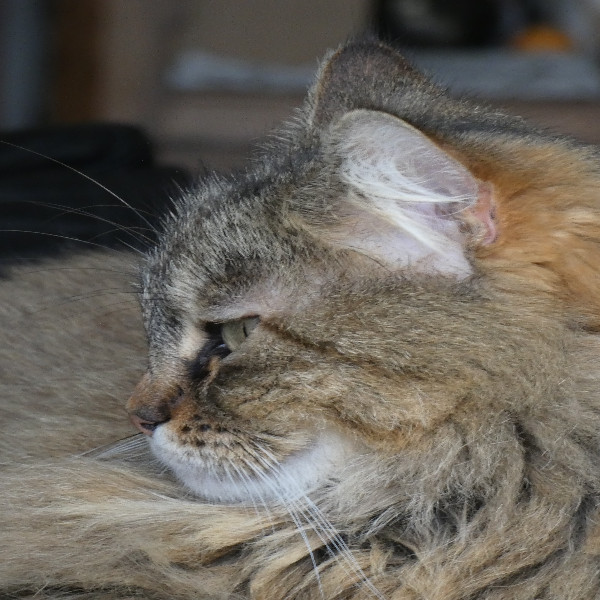 Photo de souricette