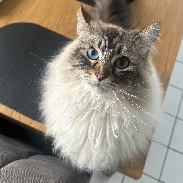 Photo de Titane