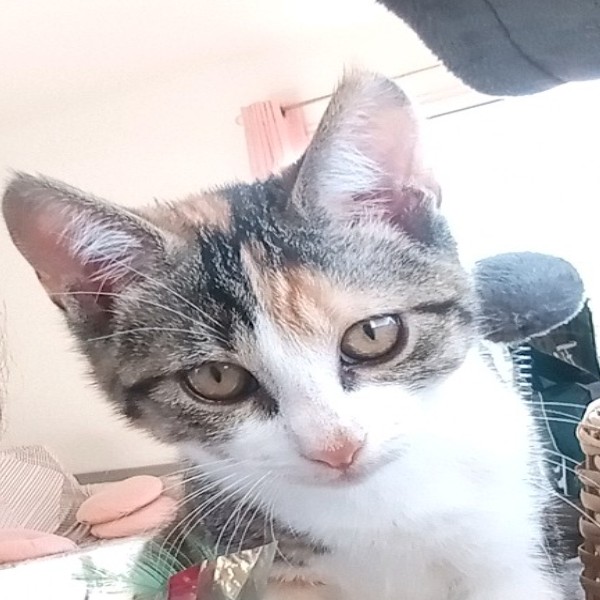 Sambela