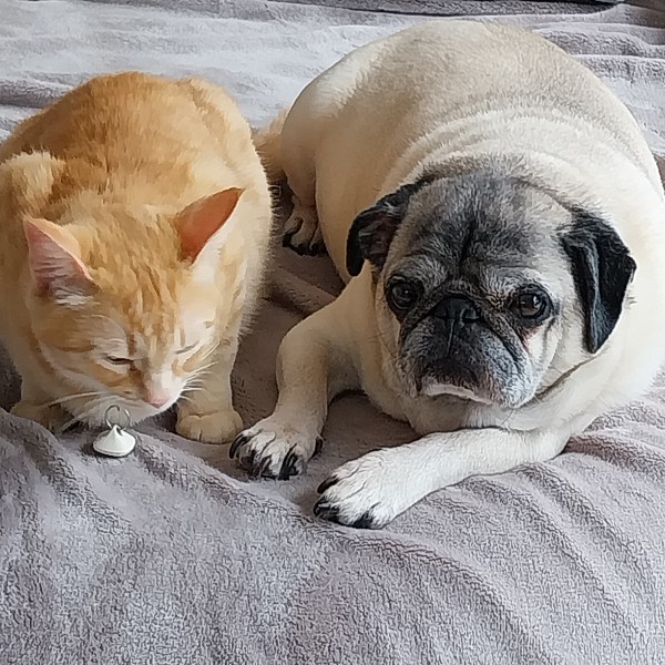 Photo de Gizmo