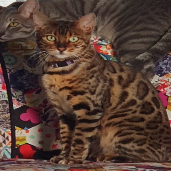 Maia