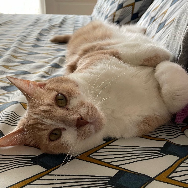 Olaf