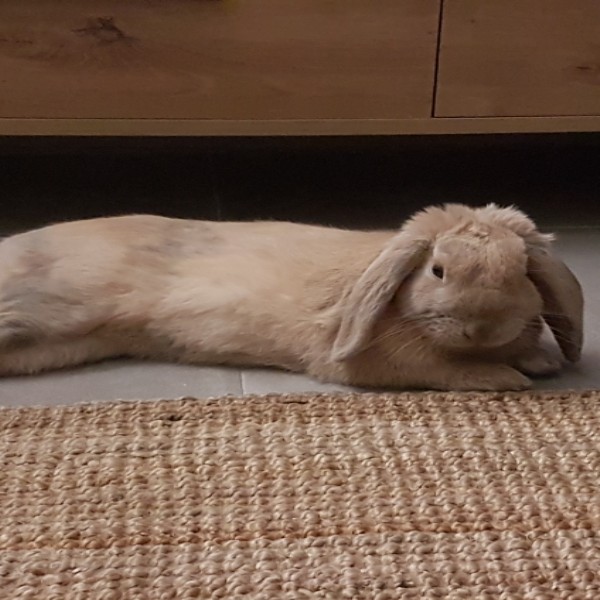 Loki