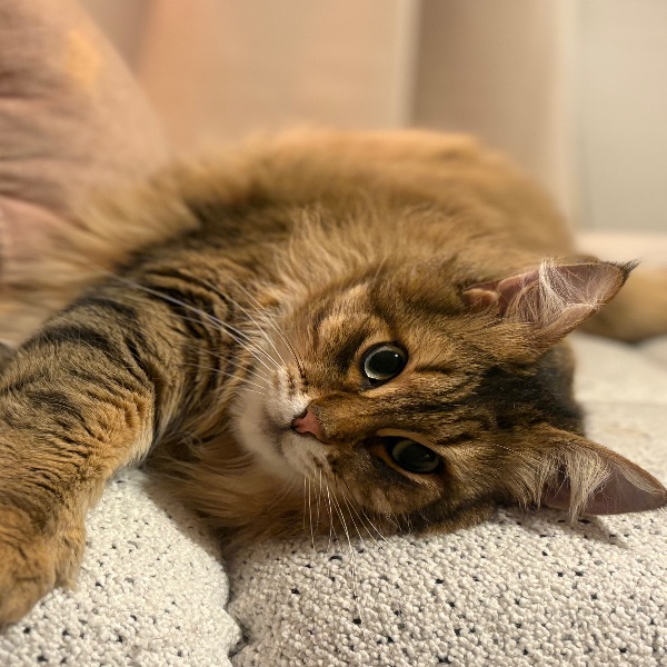 Rocky Cat