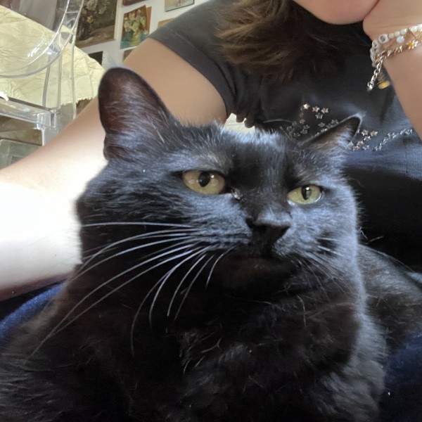 Photo de GRIBOUILLE