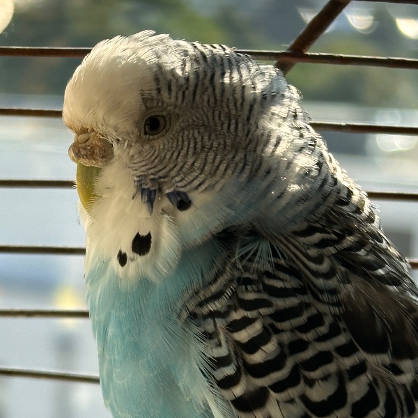 Photo de Blue