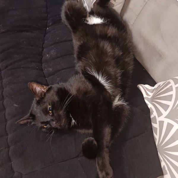 Oreo