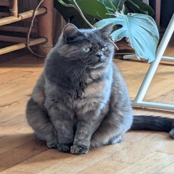 Photo de Okja