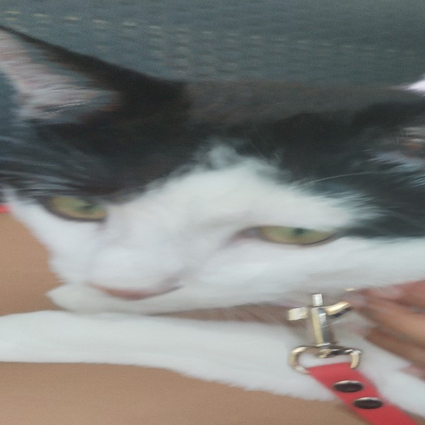 OREO