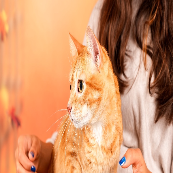 Phoebus