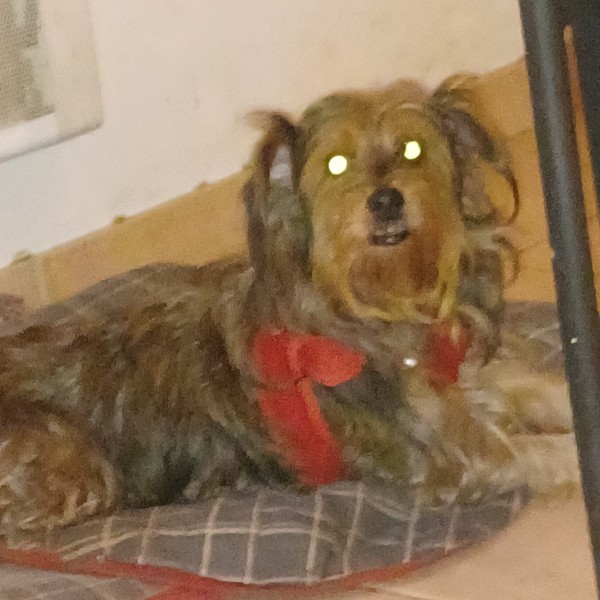 Photo de Chipie