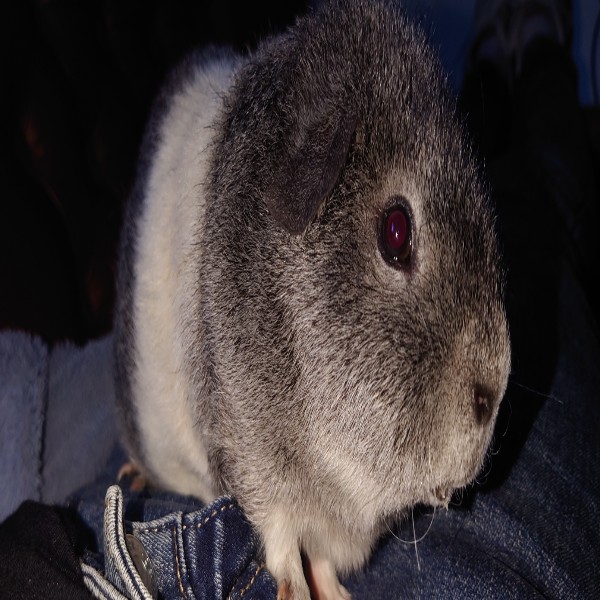 Gin