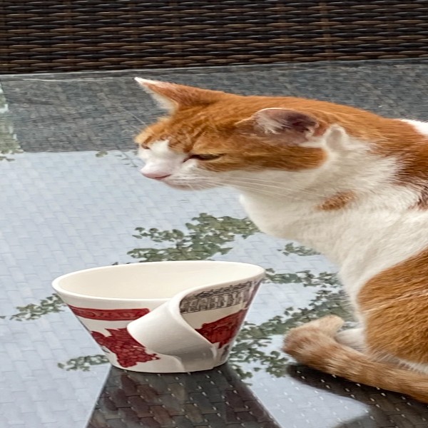 Photo de JOJO