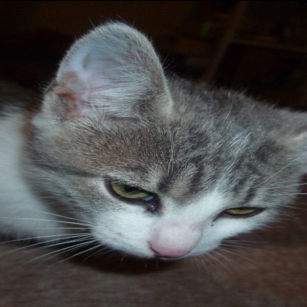 Miou
