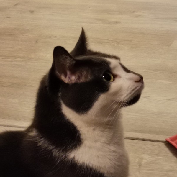 Photo de Smoky