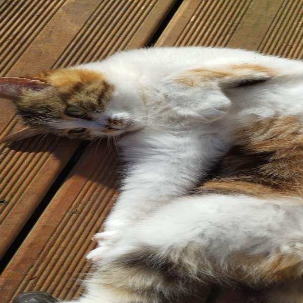 Photo de babouille