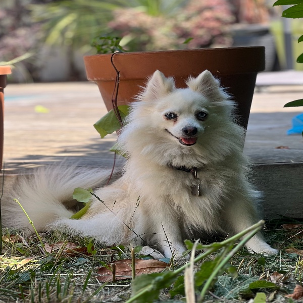 Roxy
