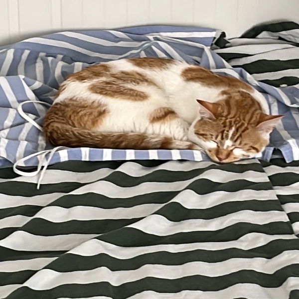 Mimi