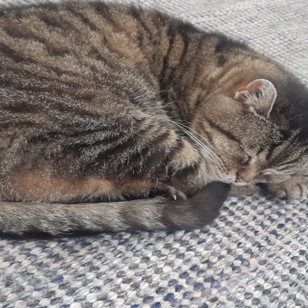 Stella