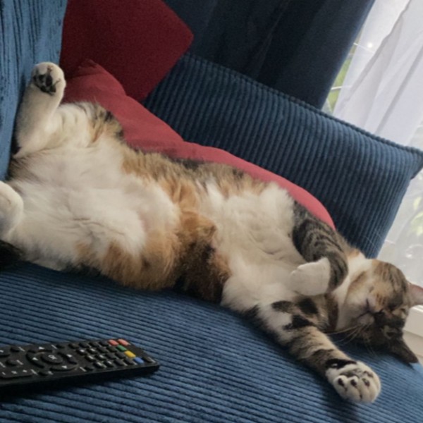 Photo de cookie