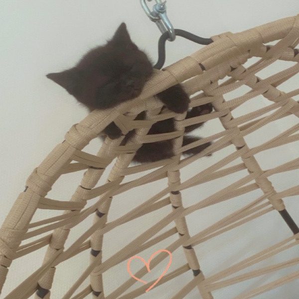 Photo de Simba