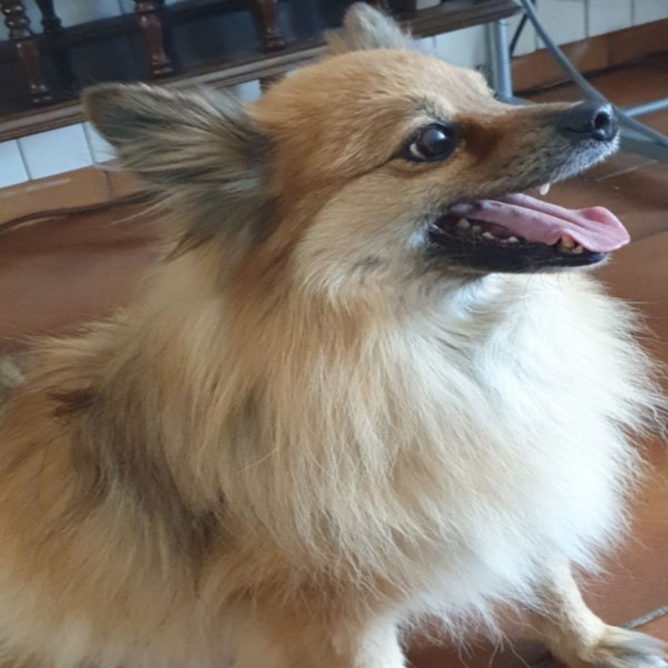Milo