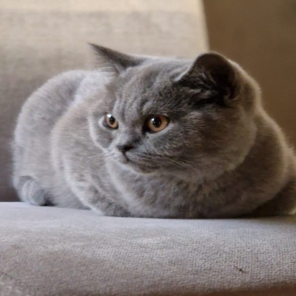 Photo de Blue