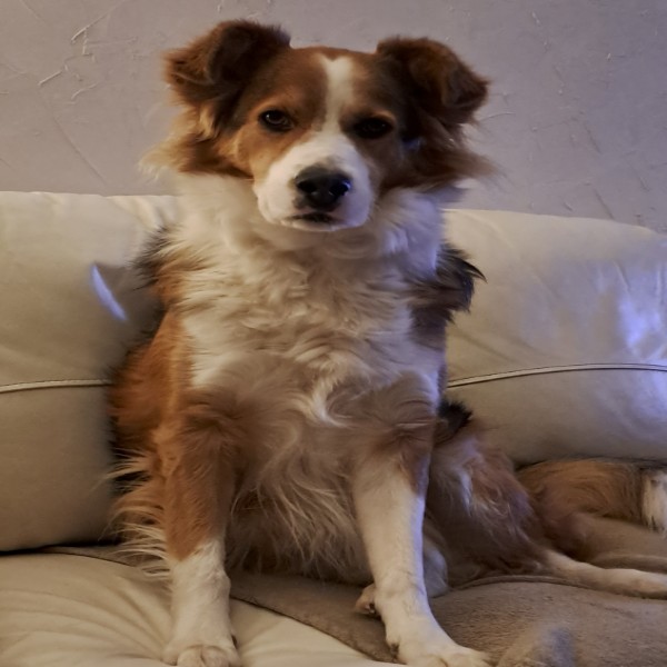 Junior