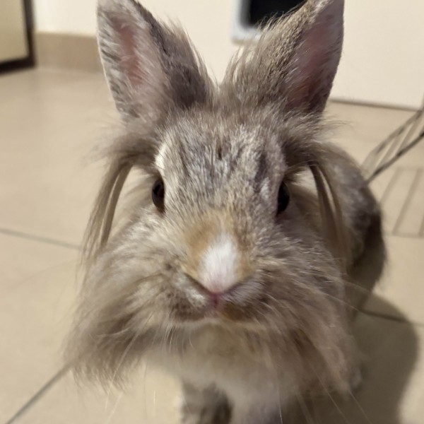 Berlioz