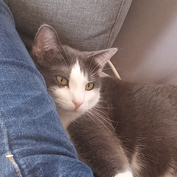 Photo de Merlin