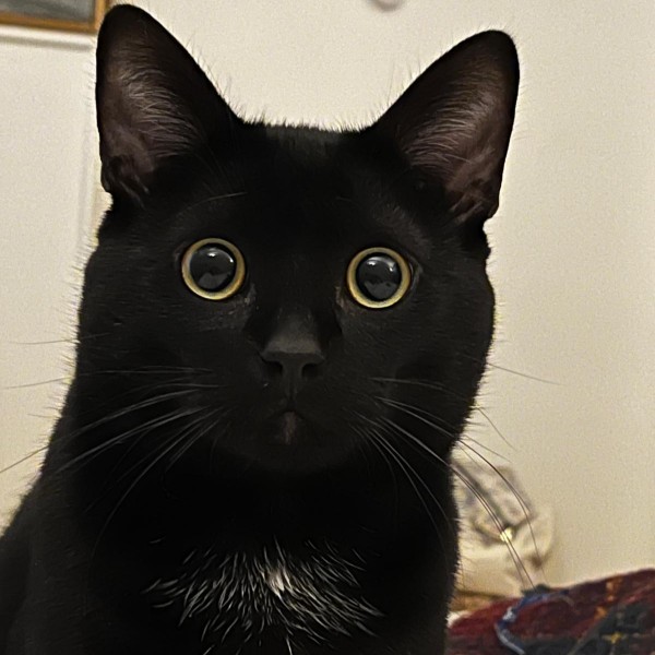 Lulu