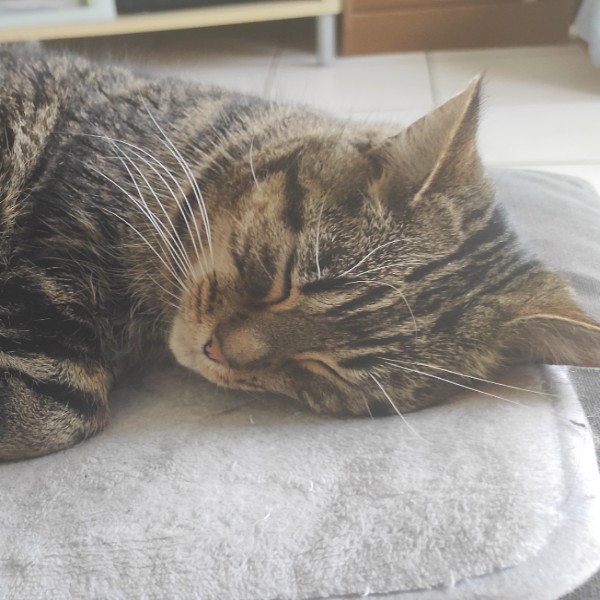 Photo de Nala