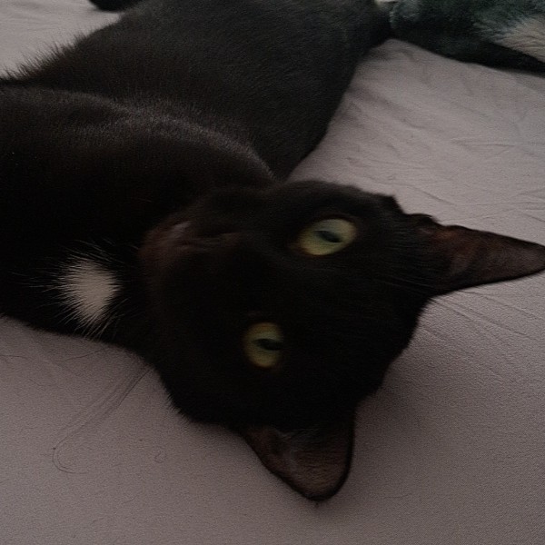 Zouki